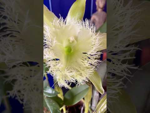 Видео: Brassavola digbyana #орхидея #brassavola #цветокорхидеи #мирорхидей #орхидеи
