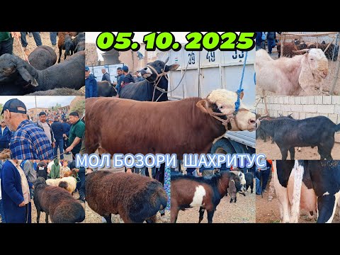 Видео: МОЛ БОЗОРИ. ШАХРИТУС МАРХАМАТ, 05. 10. 2025