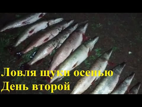 Видео: Ловля осенней щуки на джиг  Второй день