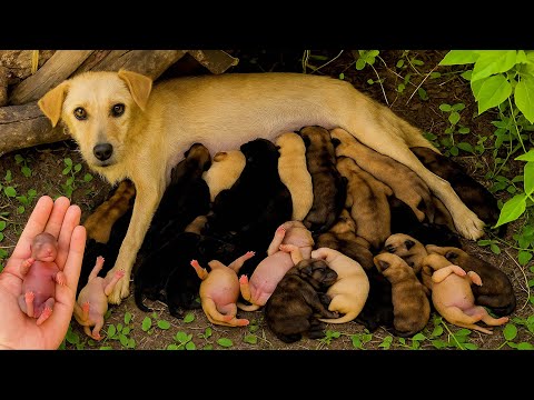 Видео: Вау! Собака 🐶 тихо пришла во двор и родила очаровательных щенков. 🐶🐕❤😘🥰🥰