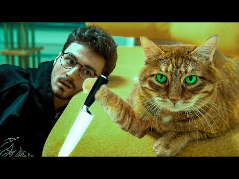 Видео: Мой кот точно пытается меня убить