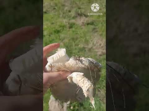 Видео: Ми вперше в житті збираємо гриби☺️