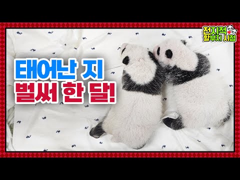 Видео: (SUB) "Два Пухлых Тток?" Месячные близнецы-панды│Panda World🐼