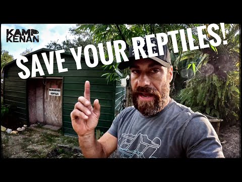 Видео: Опасности холодной погоды для ухода за рептилиями!