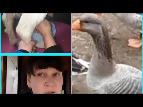 Видео: Одну козу доим вдвоём 🤣 В деревне больничных НЕТ😟 Гуси приняли ГУСАКА😊