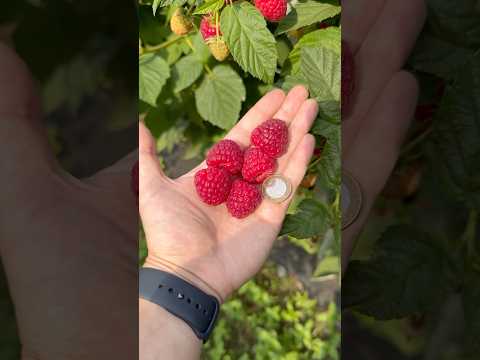 Видео: Подбирайте почву и место для посадки малины с умом #raspberry #малина