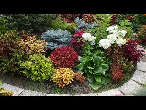 Видео: Колеусы 2018. Эпизод 3