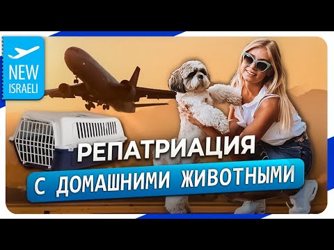 Видео: Репатриация с животными в Израиль. Список документов и подробно про них, полезные лайфхаки!