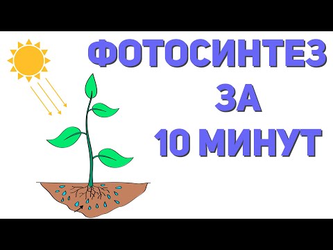 Видео: Фотосинтез за 10 минут | ЕГЭ по биологии