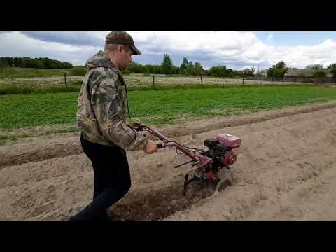 Видео: Рыхление междурадий картошки фрезами