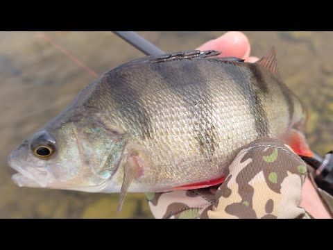 Видео: ШАЛЕНИЙ КЛЬОВ окуня весною на спінінг мікроджиг 2023 рибалка ультралайт