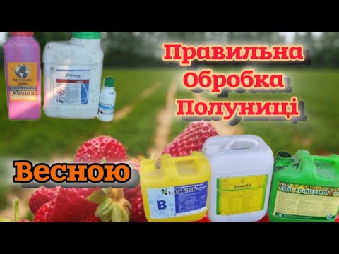 Видео: друга обробка полуниці до цвітіння#препаратидляполуниці#полуниця