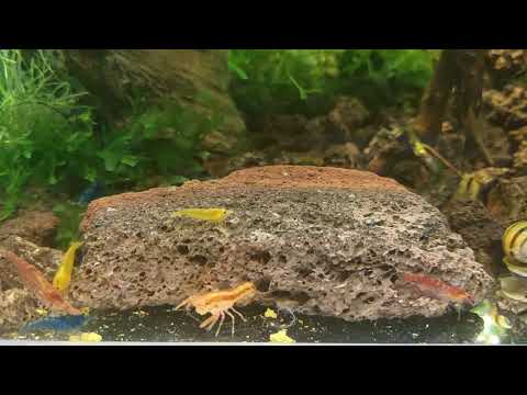 Видео: В креветочнике новенькие | Креветка-фильтратор | Карликовый Оранжевый рак