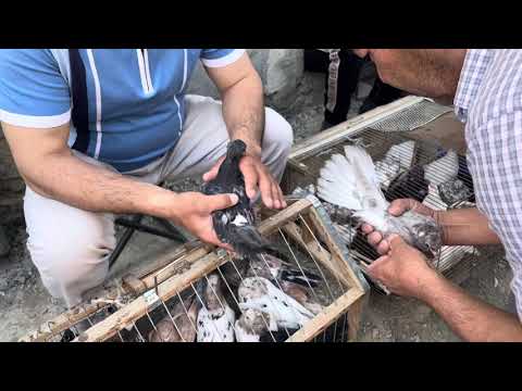 Видео: 😱ТЕЗ КЎРИНГ! БОЗОРДА ЖУДА ОДАМ КЎП. ҚУШЛАР ХАМ АРЗОН БЎЛИБ КЕТТИ.