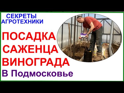 Видео: Посадка саженца винограда в Подмосковье