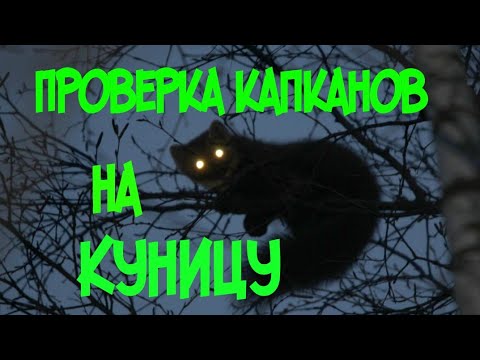 Видео: Проверка капканов на куницу.