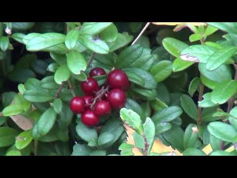 Видео: Соезерье