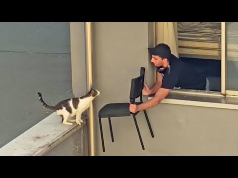 Видео: Когда система распределения кошек снова попалась на удочку🐱