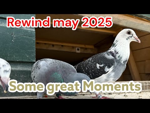 Видео: Перемотка в май 2025 года 🕊️ | Эмоциональные моменты и раненый гоночный голубь