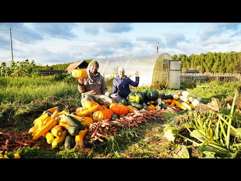 Видео: НАШ УРОЖАЙ НА ЗАИМКЕ 2024 | ОБНОВКИ НА КУХНЕ | ПАРИМСЯ В НОВОЙ БАНЕ | ДОМАШНИЕ ДЫНИ | СВЕЖЕЕ МЯСО