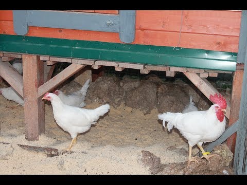 Видео: Дезинфекция выгула у любой домашней птицы. Старинный метод.