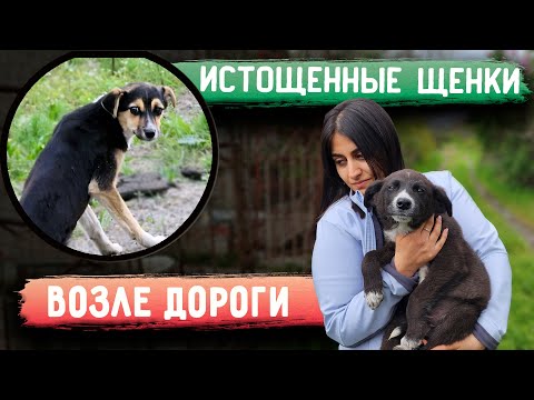 Видео: Поехали к истощенным щенкам на дачах и увидели на трассе истощенного щенка. Приехала из Москвы.