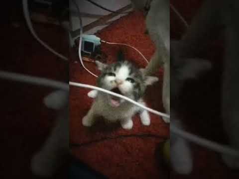 Видео: земфира - ромашки //speed up//