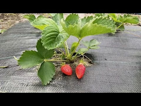 Видео: Сорта ЛЮЧИЯ, КВИКИ поразили вкусом  Альба плодоносит по полной программе