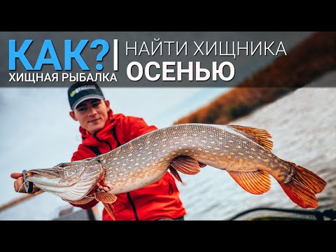 Видео: Як знайти хижака осінню і підібрати приманку? Ловля щуки, судака та окуня