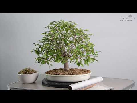 Видео: Как поставить воздушную отводку. | Air layering on zelkova serrata plant material. Part 1.