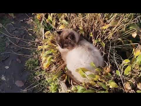Видео: Сад,теплица,огород...конец октября,продолжаем собирать урожай...