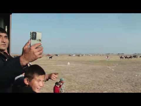 Видео: Ордабасы ауданы  Қарақұм ауылының 1984 жылғы туылған азаматтарының елден бата алу көкпары