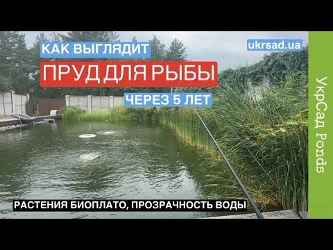 Видео: Как выглядит пруд для рыбы через 5 лет