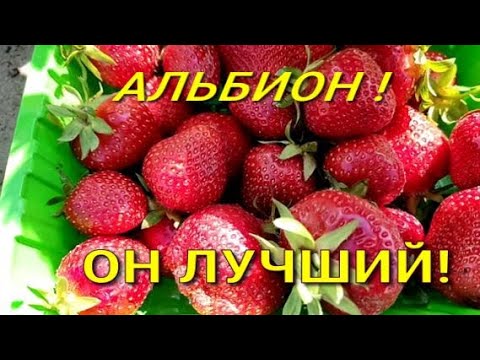 Видео: Клубника сорт АЛЬБИОН  Собираем урожай с весны и до холодов!