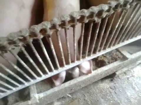 Видео: годівниця бункерного типу або самогодівниця