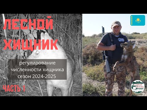 Видео: Лесной хищник. Охота на шакала.