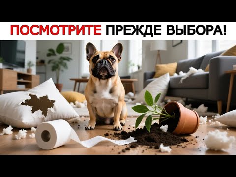 Видео: МИФ о Собаках в Квартире: Какие Породы Не Стоит Заводить В Городе! ВЫБОР МЕЖДУ СЧАСТЬЕМ и РЕМОНТОМ