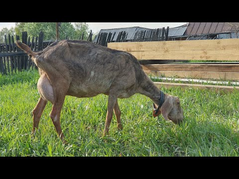 Видео: Сколько зерна нужно шестилитровой козе // Прививки для коз