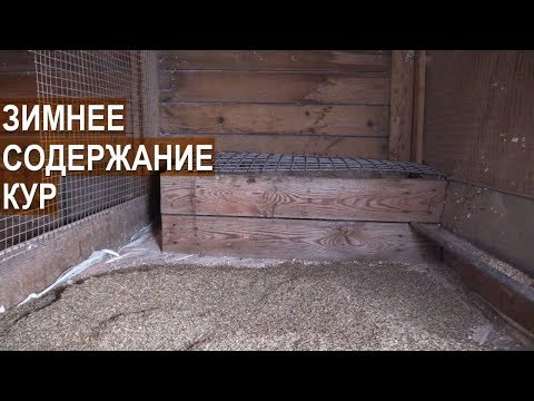 Видео: Зимний курятник. Содержание кур зимой. Птицеводческое хозяйство Золотухиных