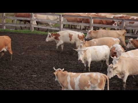 Видео: Якутия / Болугур (рус)