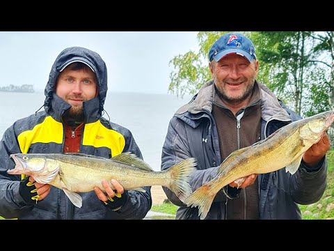 Видео: Воблеры Ribalube/Рыбалюб в деле. Рыбалка троллингом на Рыбинке. Судак был в восторге.