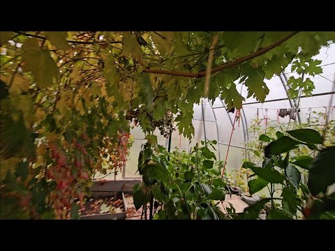 Видео: Виноград в Ленинградской области на 4 октября 2025 года