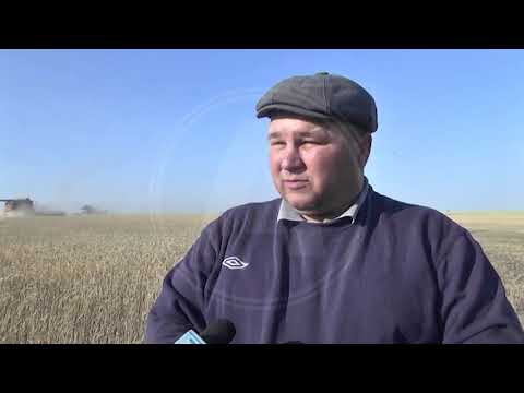 Видео: Уборочная кампания в Камыстинском районе