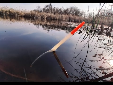 Видео: Крупные Караси 🐠 на ПОПЛАВОК в КАМЫШЕ. 🎣 Рыбалка на Поплавок!