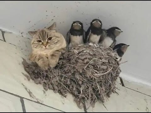 Видео: 😺 Коты прилетели!🐈 Видео смешных котов и котят для хорошего настроения! 😻