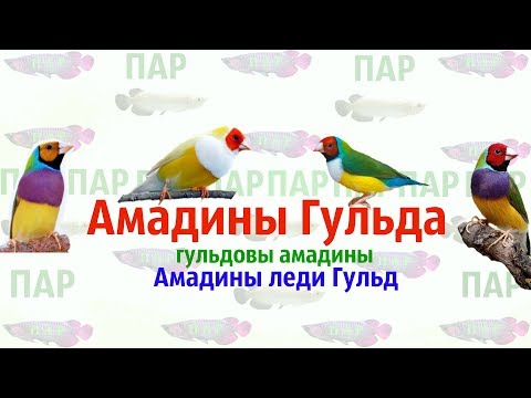 Видео: Амадины Гульда