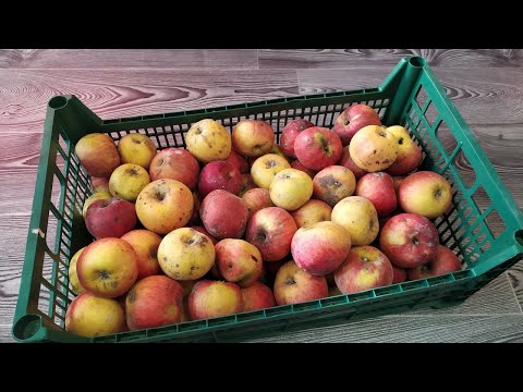 Видео: Яблоки сорта Джонатан. Какие они в конце марта при хранении в сельском погребе