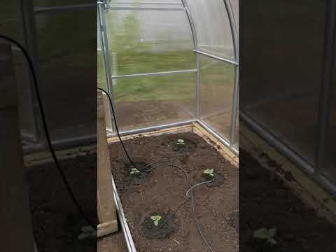 Видео: Капельный полив Сеньор Помидор