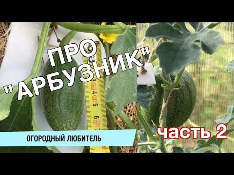 Видео: ТЕПЛИЧНЫЙ СПОСОБ ВЫРАЩИВАНИЯ БАХЧЕВЫХ / АРБУЗЫ и ДЫНИ