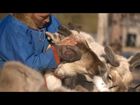Видео: Охотимся на  оленей . Загоняем их в Кораль.  Жизнь лесотундры Вынгаяхи 2.